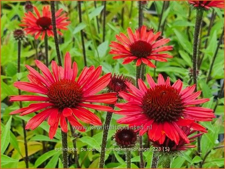 Echinacea purpurea &#39;SunSeekers Orange&#39;