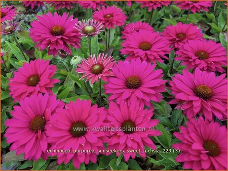 Echinacea purpurea &#39;SunSeekers Sweet Fuchsia&#39;