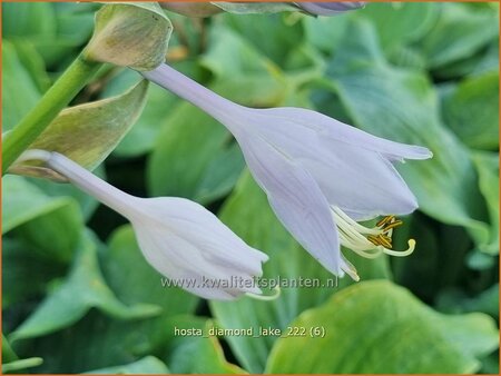 Hosta 'Diamond Lake'