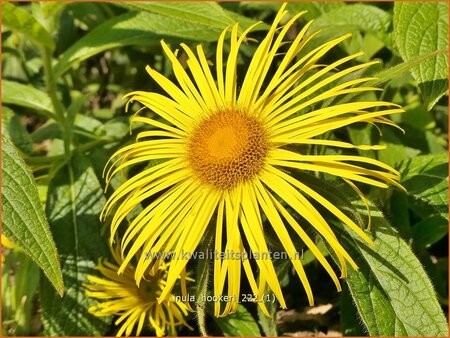 Inula hookeri