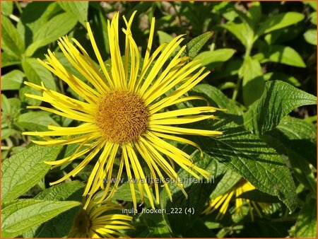 Inula hookeri