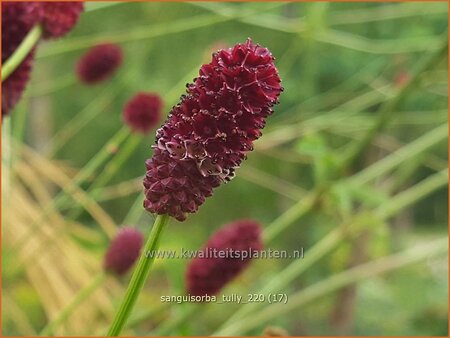 Sanguisorba &#39;Tully&#39;