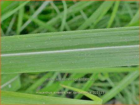 Miscanthus sinensis var. condensatus (pot 11 cm)