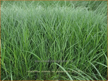 Miscanthus sinensis var. condensatus (pot 11 cm)