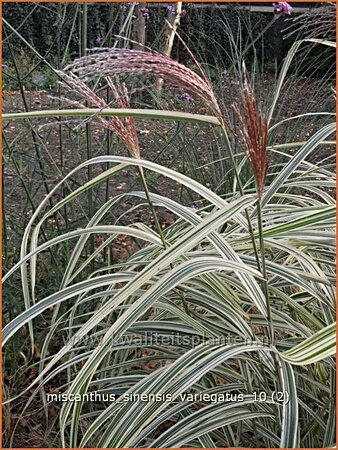 Miscanthus sinensis &#39;Variegatus&#39; (pot 11 cm)