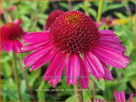 Echinacea purpurea &#39;Delicious Candy&#39;