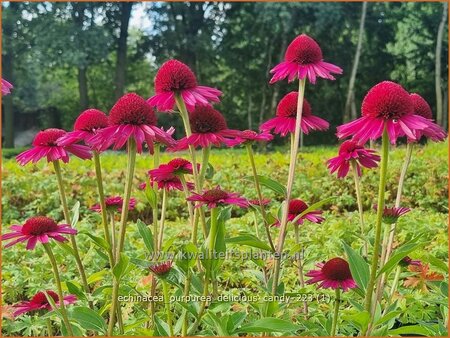 Echinacea purpurea &#39;Delicious Candy&#39;