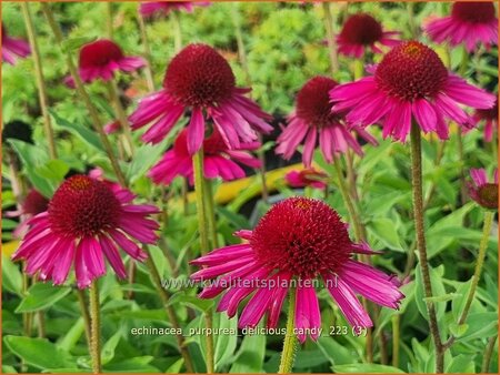 Echinacea purpurea &#39;Delicious Candy&#39;