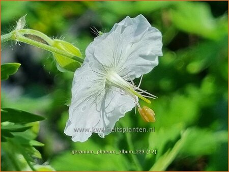 Geranium phaeum &#39;Album&#39;