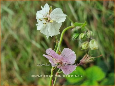 Geranium phaeum &#39;Misty Samobor&#39;