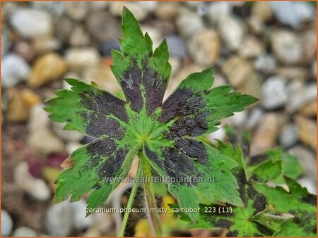 Geranium phaeum &#39;Misty Samobor&#39;