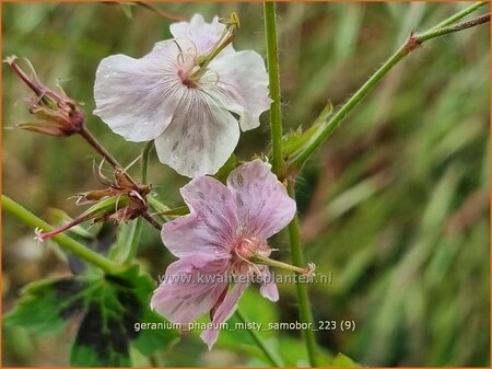 Geranium phaeum &#39;Misty Samobor&#39;