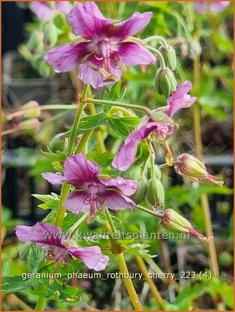 Geranium phaeum &#39;Rothbury Cherry&#39;