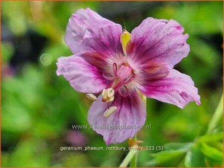 Geranium phaeum &#39;Rothbury Cherry&#39;