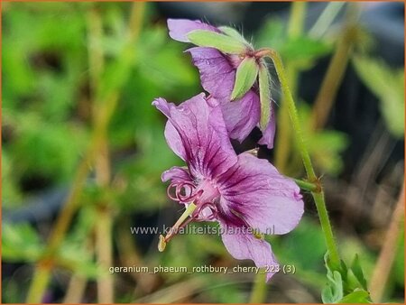 Geranium phaeum &#39;Rothbury Cherry&#39;