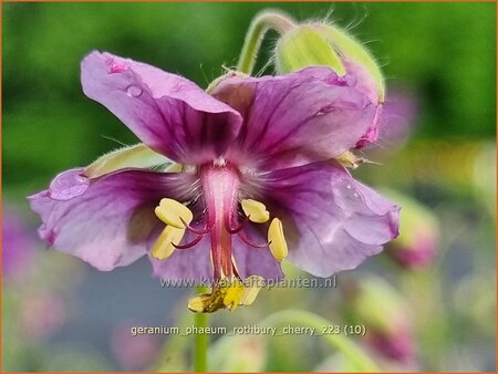 Geranium phaeum &#39;Rothbury Cherry&#39;