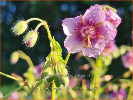 Geranium phaeum &#39;Rothbury Cherry&#39;