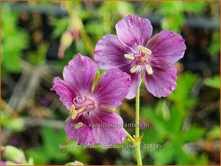 Geranium phaeum &#39;Rothbury Cherry&#39;