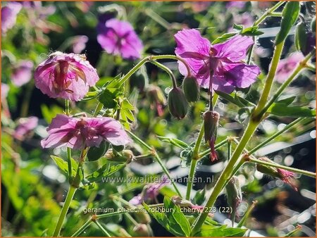 Geranium phaeum &#39;Rothbury Cherry&#39;