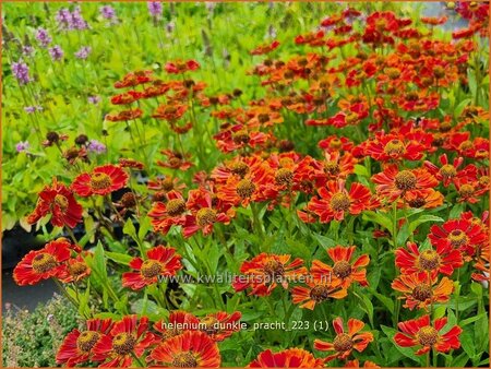 Helenium 'Dunkle Pracht'