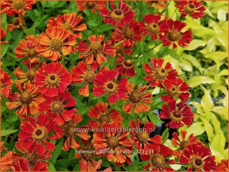 Helenium 'Dunkle Pracht'