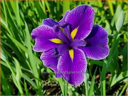 Iris ensata 'Crystal Halo'