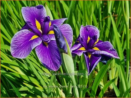 Iris ensata 'Crystal Halo'