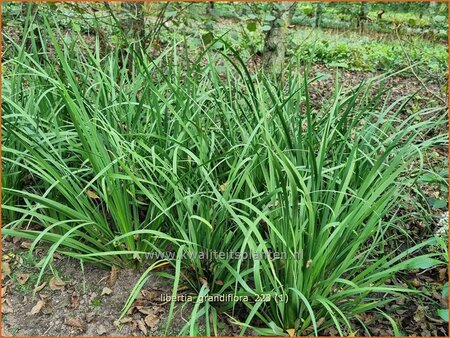 Libertia grandiflora