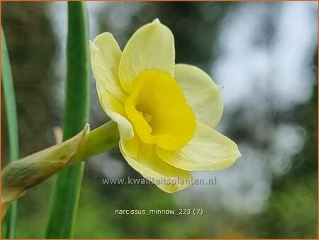 Narcissus &#39;Minnow&#39;