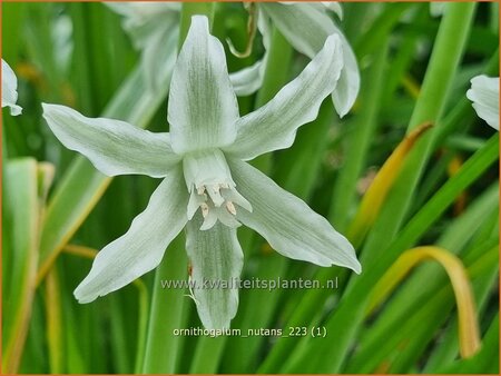 Ornithogalum nutans