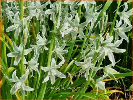 Ornithogalum nutans