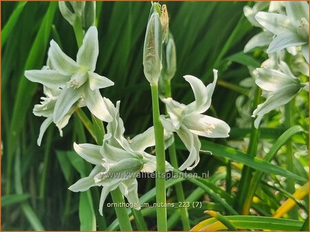 Ornithogalum nutans