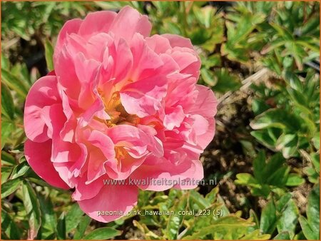 Paeonia &#39;Pink Hawaiian Coral&#39; (pot 11 cm)