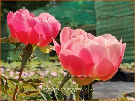 Paeonia &#39;Pink Hawaiian Coral&#39; (pot 11 cm)