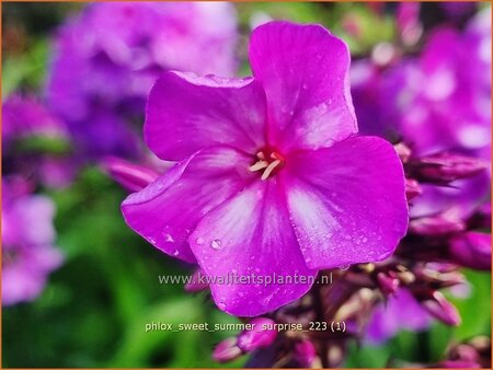 Phlox &#39;Sweet Summer Surprise&#39;