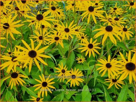Rudbeckia fulgida 'Forever Gold'