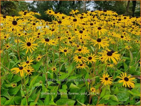 Rudbeckia fulgida 'Forever Gold'