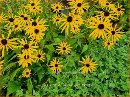 Rudbeckia fulgida 'Forever Gold'