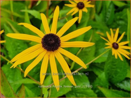 Rudbeckia fulgida 'Forever Gold'