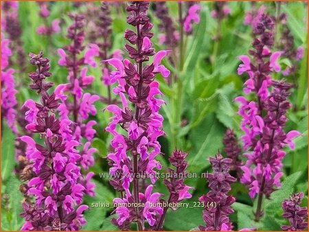 Salvia nemorosa 'Bumbleberry'