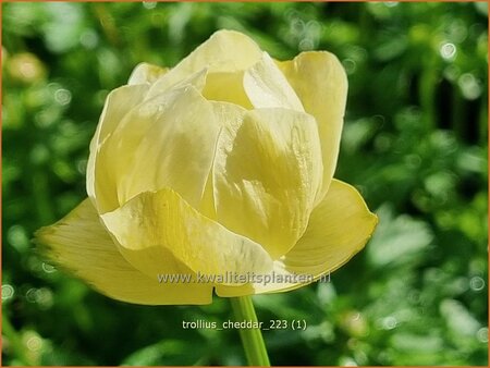 Trollius 'Cheddar'