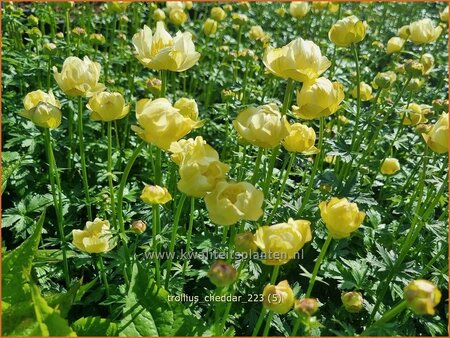 Trollius 'Cheddar'