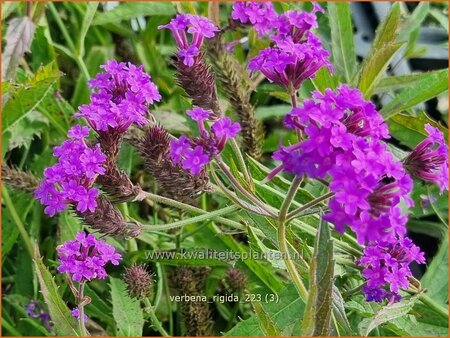 Verbena rigida