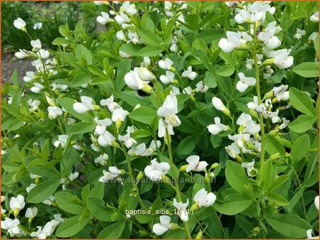 Baptisia alba