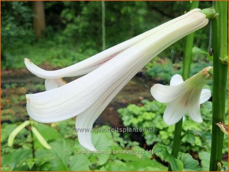 Cardiocrinum giganteum