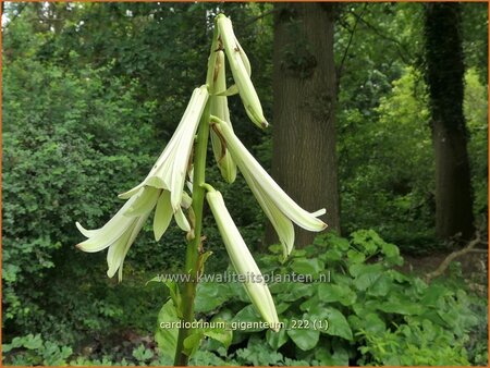 Cardiocrinum giganteum