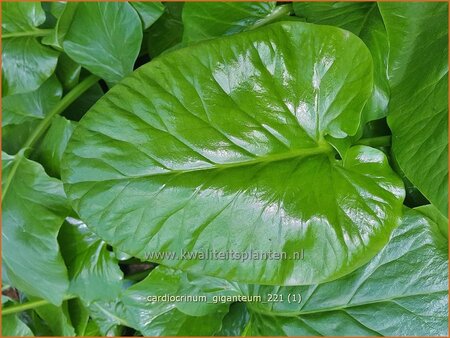 Cardiocrinum giganteum