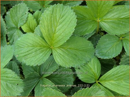 Fragaria ananassa 'Ananas'