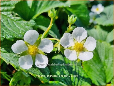 Fragaria ananassa 'Ananas'