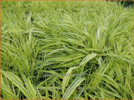 Hakonechloa macra 'Mulled Wine'